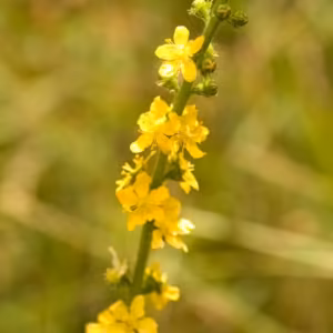 Agrimony Floral de Bach 10 ml