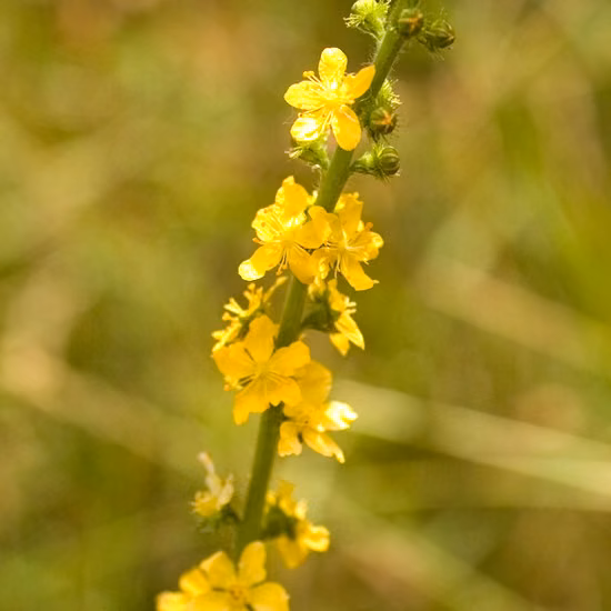 Agrimony Floral de Bach 10 ml