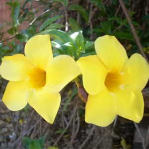 Alamanda Floral de Gaia 10 ml