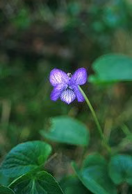 Alaska Violet Floral do Alaska