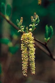 Alder Floral do Alaska