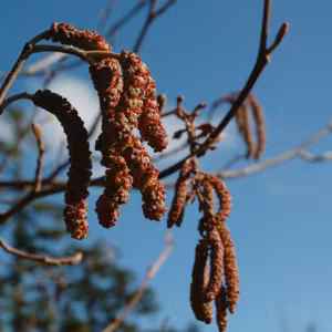 Alder Floral do Pacífico