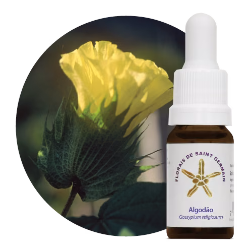 Algodão Floral de Saint Germain 10ml