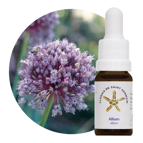 Allium Floral de Saint Germain 10 ml