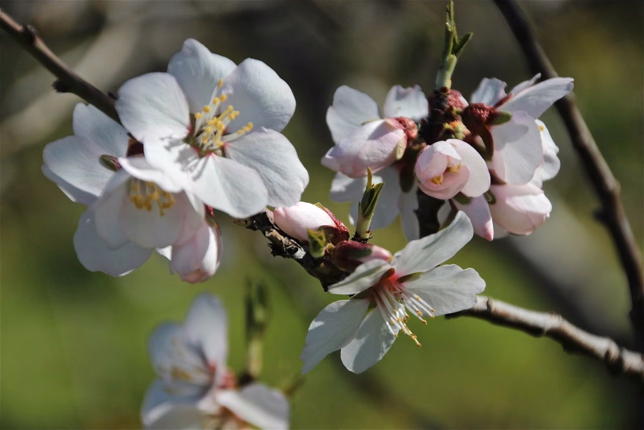 Almond Floral da Califórnia - Imagem 2