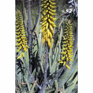 Aloe Vera Floral da Califórnia 30 ml