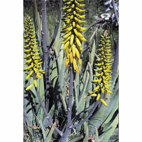 Aloe Vera Floral da Califórnia
