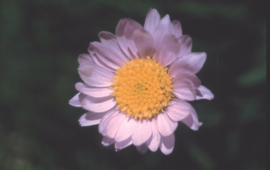 Alpine Aster Floral da Califórnia - Imagem 2