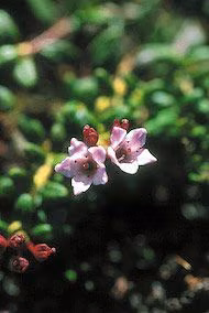 Alpine Azalea Floral do Alaska