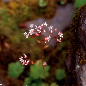 Alum Root Floral do Pacífico