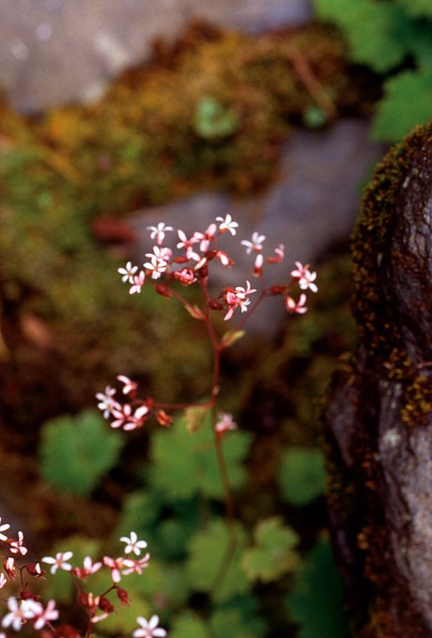 Alum Root Floral do Pacífico