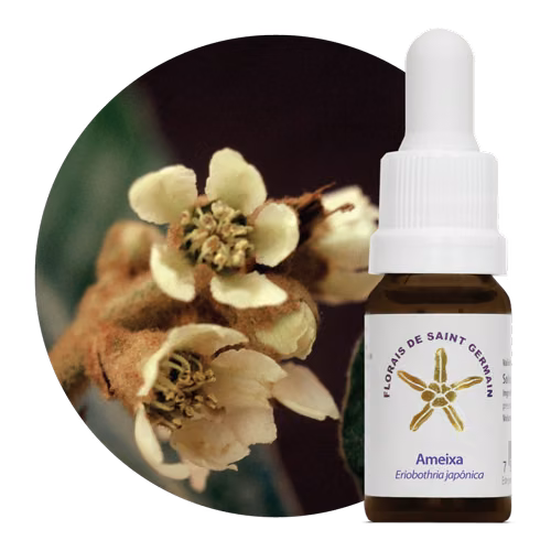 Ameixa Floral de Saint Germain 10 ml