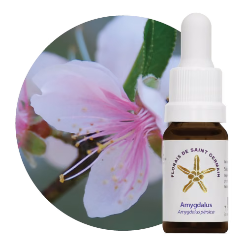Amygdalus Floral de Saint Germain 10 ml