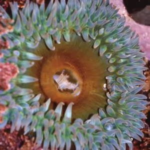 Anemone Essência Marinha do Pacífico