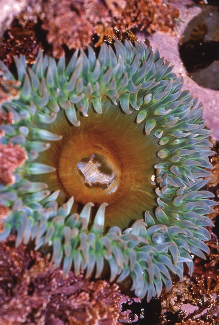 Anemone Essência Marinha do Pacífico