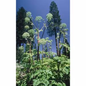 Angelica Floral da Califórnia 30 ml