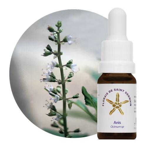 Anis Floral de Saint Germain 10 ml