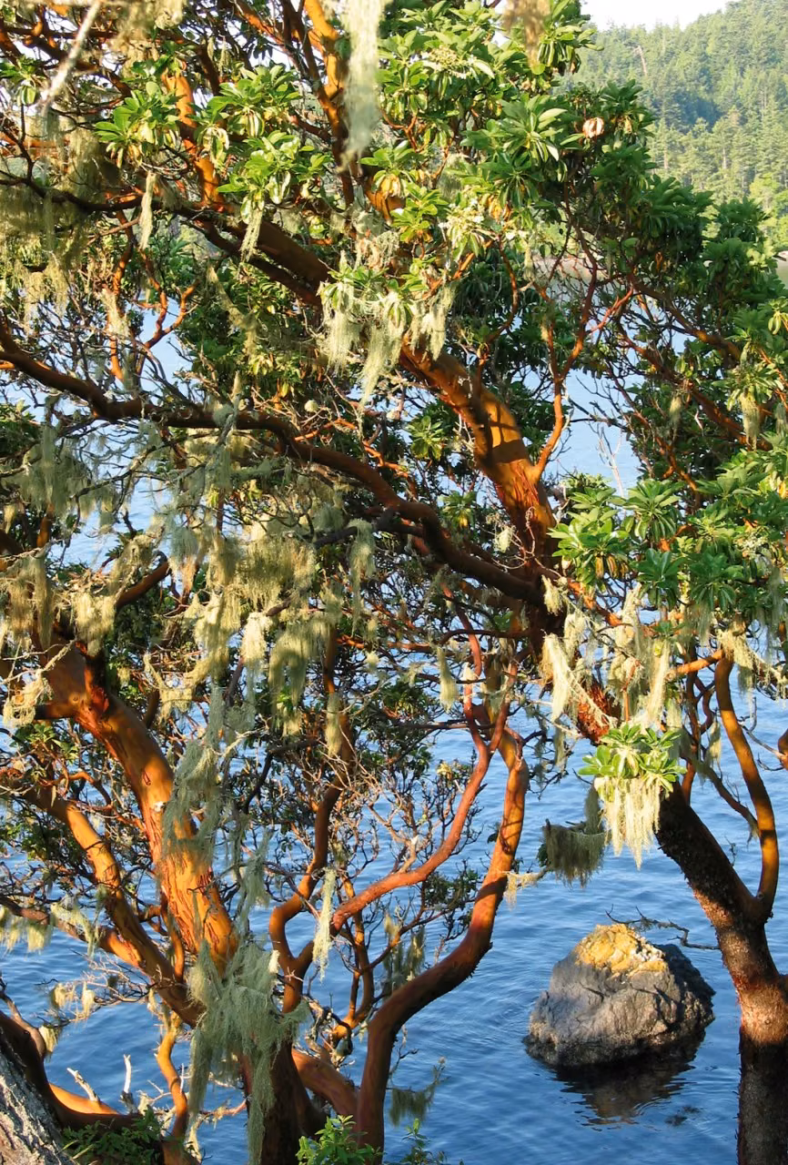 Arbutus Floral do Pacífico