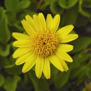 Arnica Floral da Califórnia 30 ml