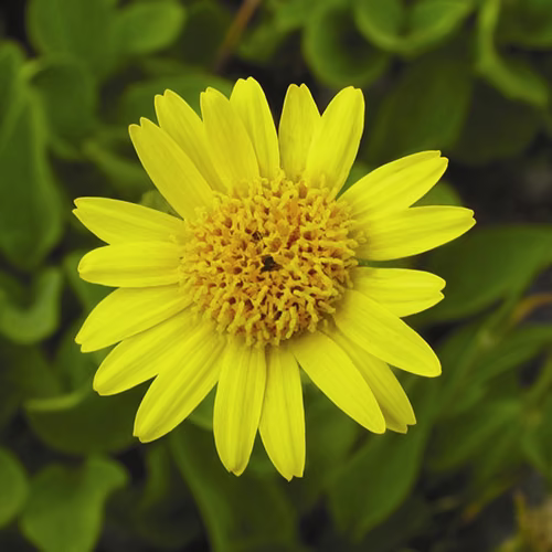 Arnica Floral da Califórnia 30 ml