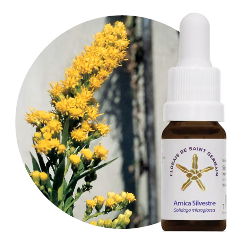 Arnica Silvestre Floral de Saint Germain 10 ml
