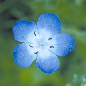 Baby Blue Eyes Floral da Califórnia
