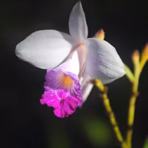 Bamboo Orchid Floral do Hawaii
