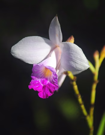 Bamboo Orchid Floral do Hawaii
