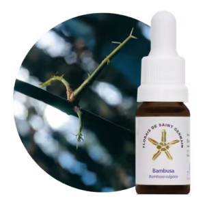 Bambusa Floral de Saint Germain 10 ml