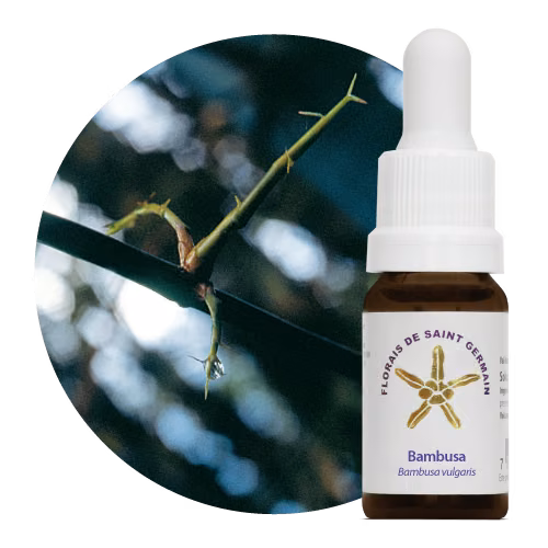 Bambusa Floral de Saint Germain 10 ml
