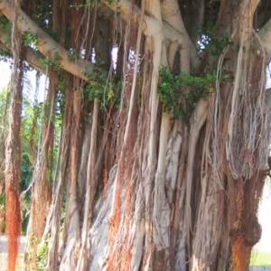 Banyan Tree Floral do Hawaii
