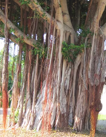 Banyan Tree Floral do Hawaii