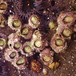 Barnacle Essência Marinha do Pacífico