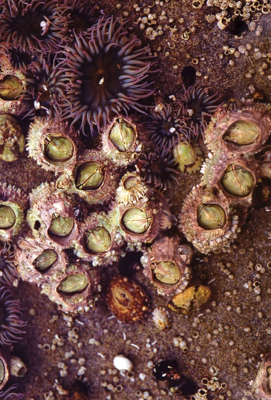 Barnacle Essência Marinha do Pacífico