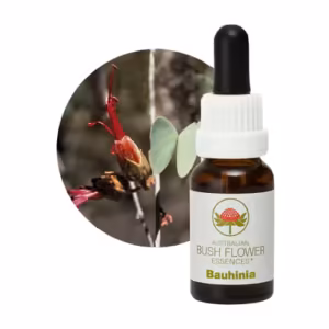 Bauhinia Floral do Bush Australiano 15 ml