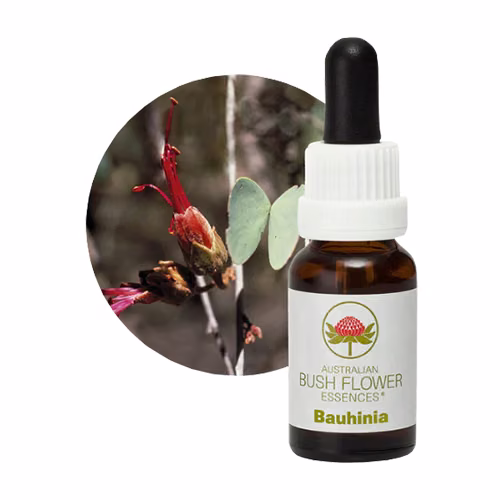 Bauhinia Floral do Bush Australiano 15 ml