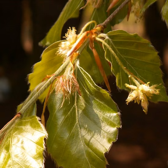 Beech Floral de Bach 20 ml