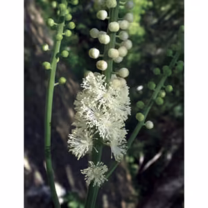Black Cohosh Floral da Califórnia 30 ml
