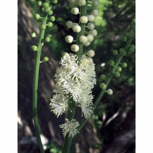 Black Cohosh Floral da Califórnia 30 ml
