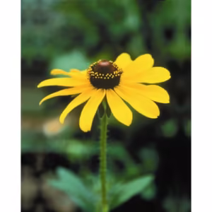 Black Eyed Susan Floral da Califórnia 30 ml