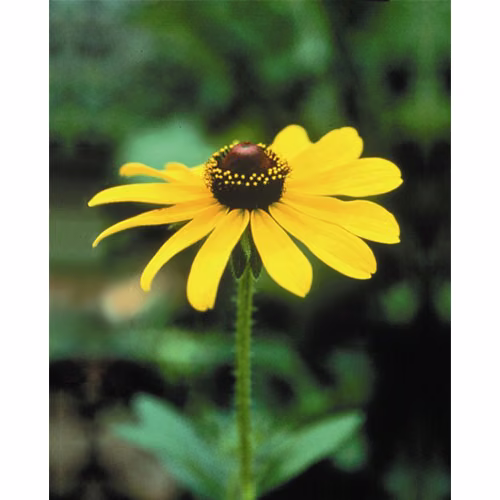 Black Eyed Susan Floral da Califórnia