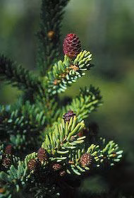 Black Spruce Floral do Alaska