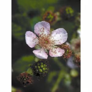 Blackberry Floral da Califórnia