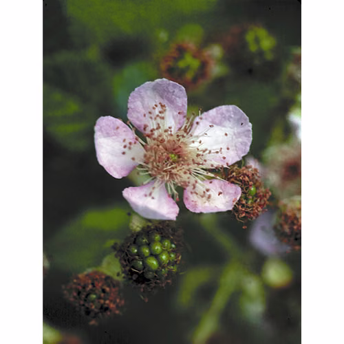 Blackberry Floral da Califórnia