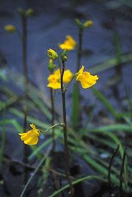 Bladderwort Floral do Alaska