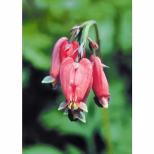 Bleeding Heart Floral da Califórnia