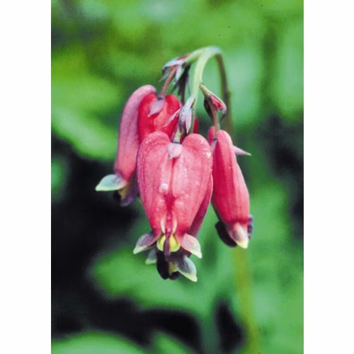 Bleeding Heart Floral da Califórnia
