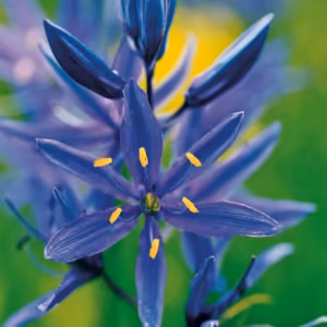 Blue Camas Floral do Pacífico
