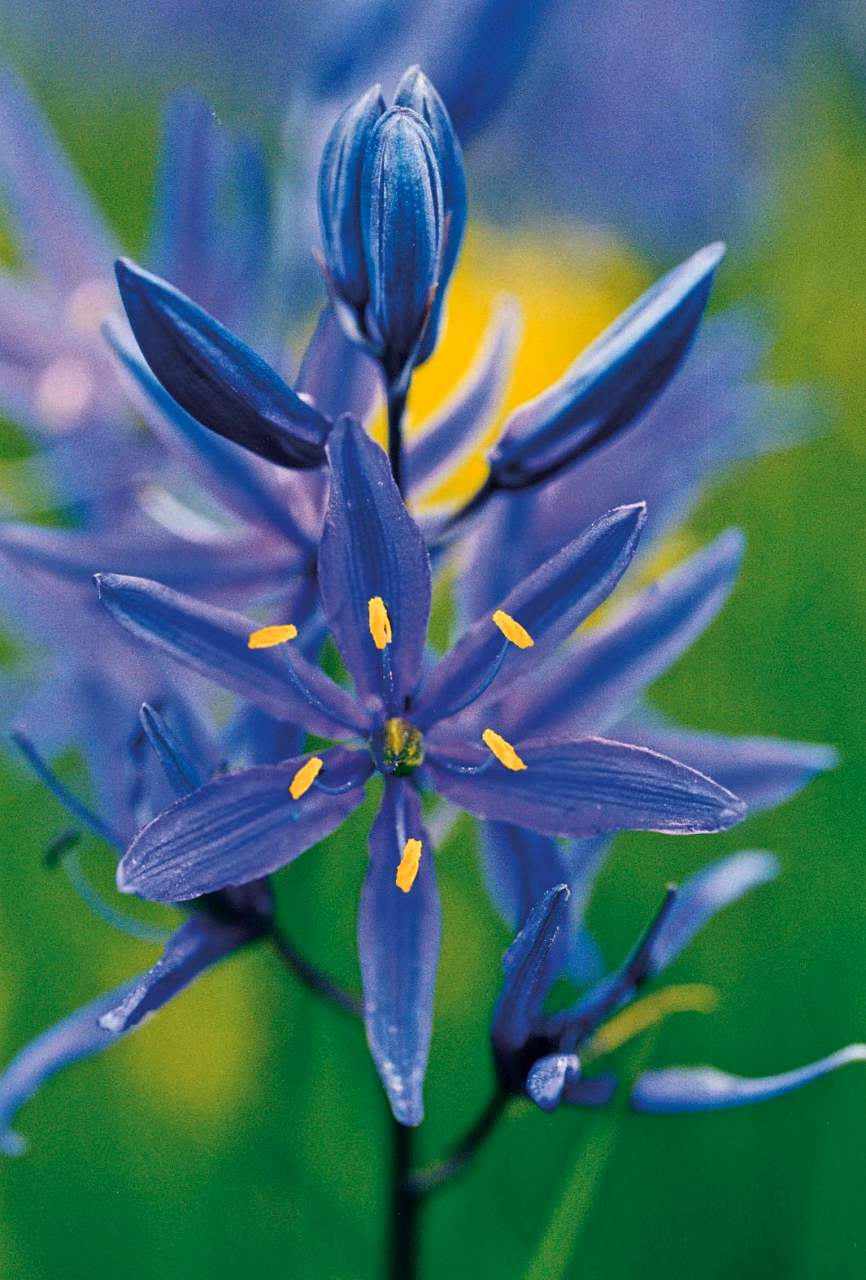 Blue Camas Floral do Pacífico
