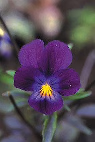 Blue Elf Viola Floral do Alaska